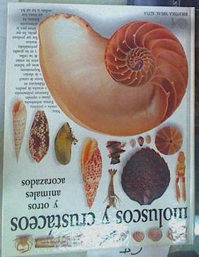 Moluscos y crustáceos y otros animales acorazados | 104176 | Arthur, Alex